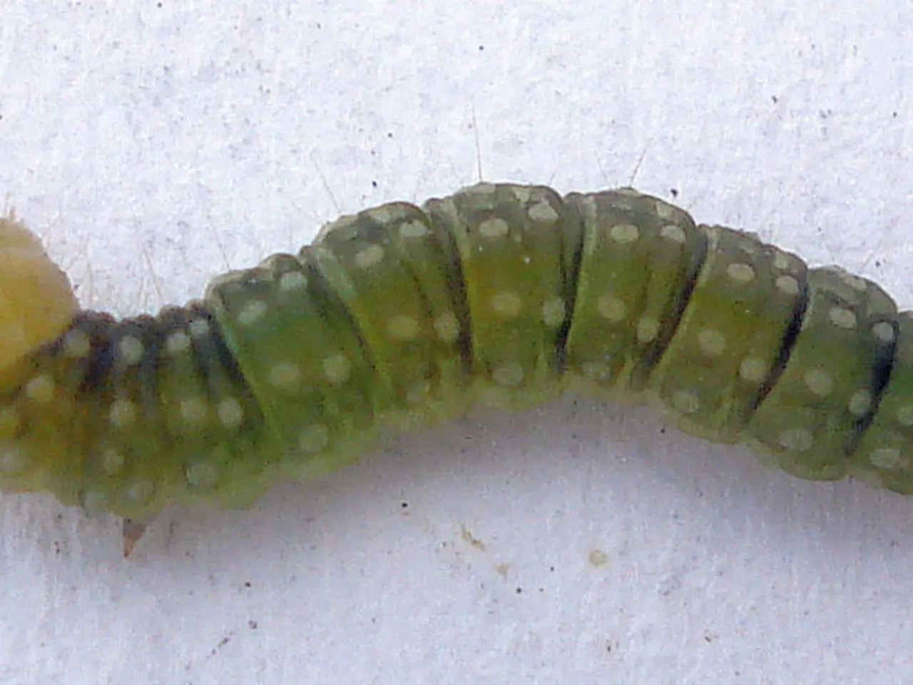 Unusual Encounter: Resident Discovers Rare Creature in Backyard